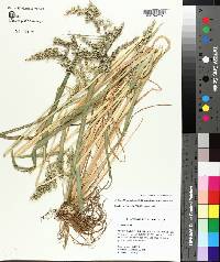 Echinochloa muricata var. muricata image