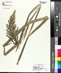 Echinochloa walteri image