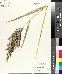 Echinochloa walteri image