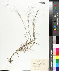 Digitaria cognata image