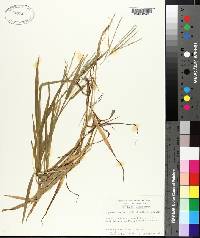 Digitaria ischaemum image