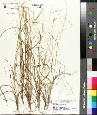 Digitaria villosa image