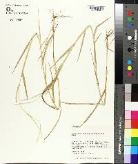 Urochloa platyphylla image