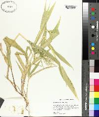 Brachiaria ramosa image