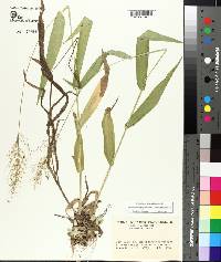 Dichanthelium polyanthes image