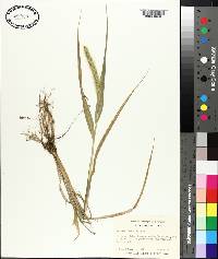 Setaria faberi image