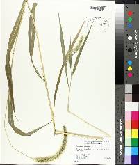 Setaria faberi image