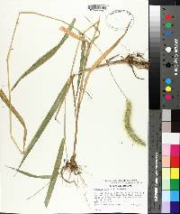 Setaria faberi image