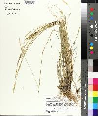 Setaria sphacelata image