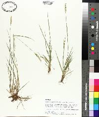 Setaria sphacelata image