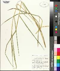 Leersia oryzoides image