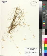 Aristida dichotoma image