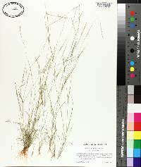 Aristida dichotoma image