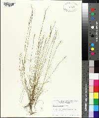 Aristida dichotoma image