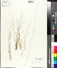 Aristida dichotoma image