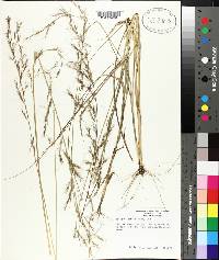 Aristida lanosa image