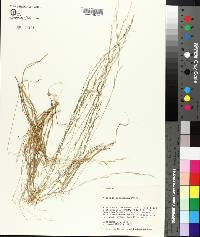 Aristida longespica image