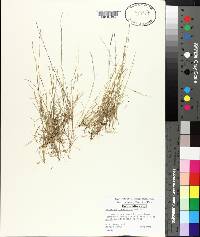 Aristida longespica image