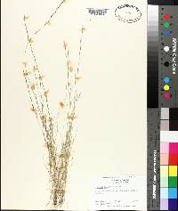 Aristida longespica image