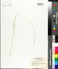 Aristida longespica image