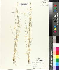 Aristida oligantha image