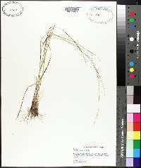 Aristida purpurascens image