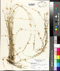 Aristida stricta image