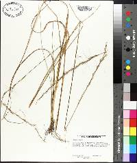 Aristida virgata image