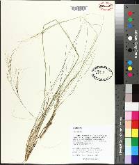 Stipa avenacea image