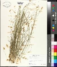 Stipa avenacea image