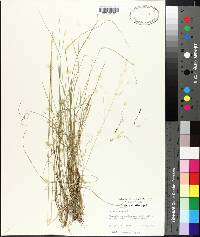 Stipa avenacea image