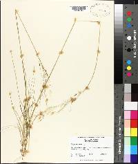 Stipa avenacea image