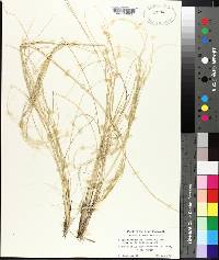 Hesperostipa neomexicana image