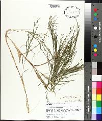 Muhlenbergia bushii image