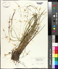 Muhlenbergia capillaris image