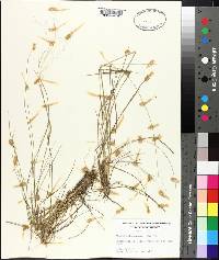 Muhlenbergia expansa image