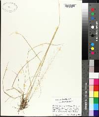 Muhlenbergia expansa image