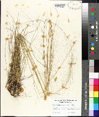 Muhlenbergia expansa image