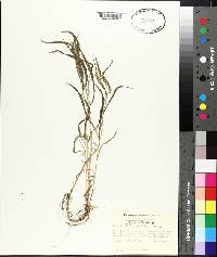 Muhlenbergia frondosa image