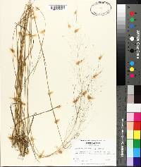 Muhlenbergia expansa image