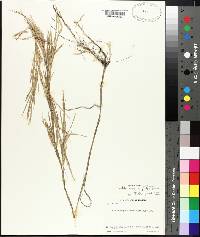 Muhlenbergia glabriflora image