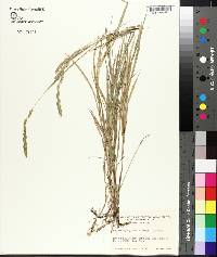 Muhlenbergia glomerata image