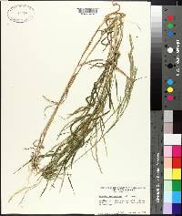 Muhlenbergia mexicana image