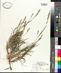 Muhlenbergia racemosa image