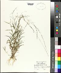 Muhlenbergia schreberi image