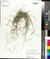 Muhlenbergia schreberi image