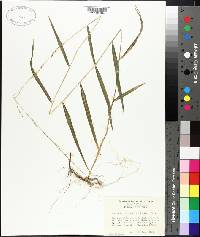 Muhlenbergia tenuiflora image