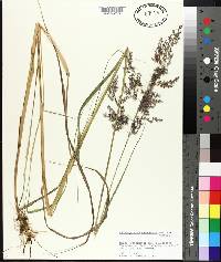 Calamagrostis canadensis image