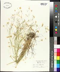 Agrostis hyemalis image