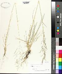 Deschampsia cespitosa subsp. beringensis image